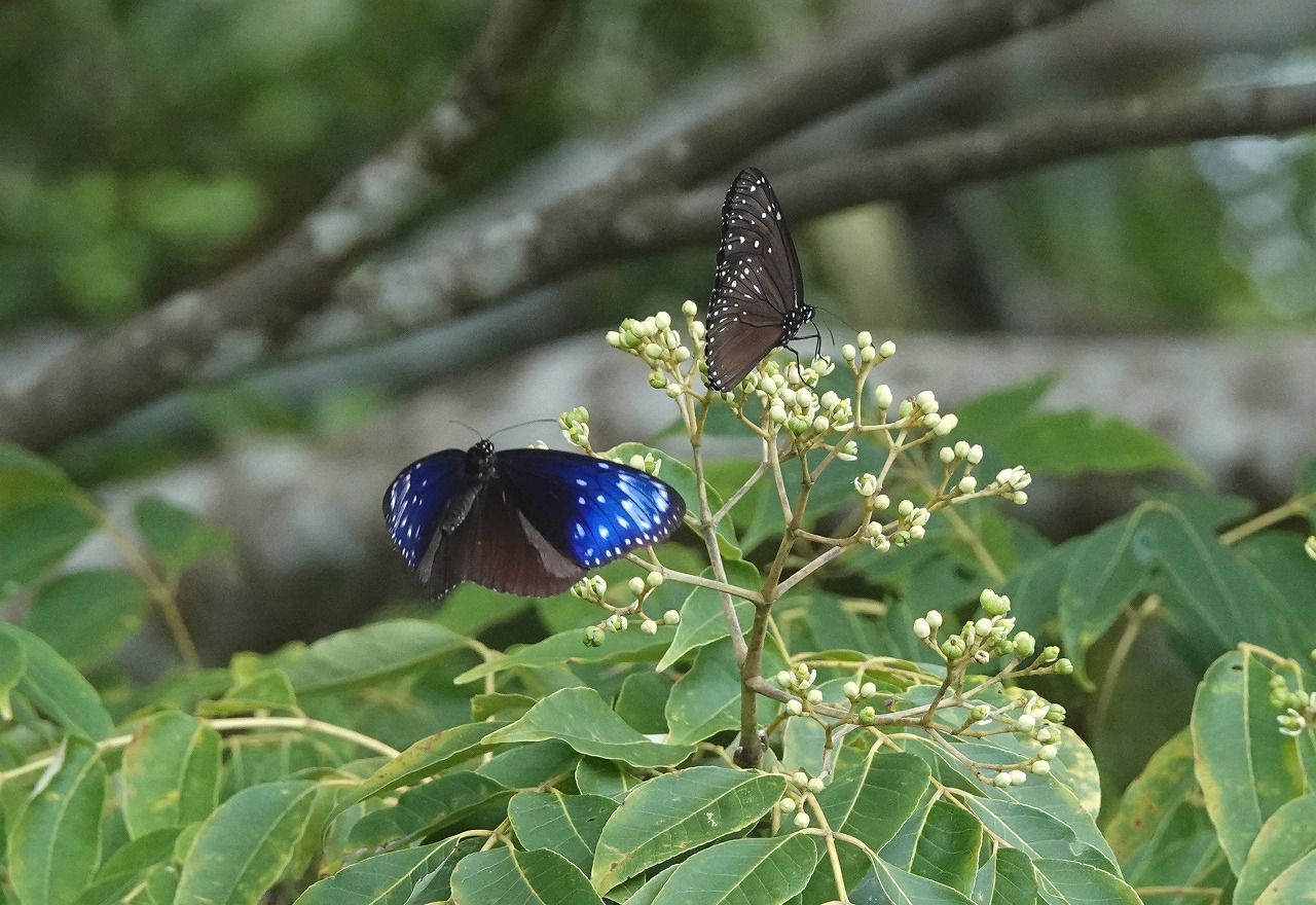 探蝶漫遊記 幻光ツマムラサキマダラ 石垣島遠征２ ハイム蝶百科図鑑