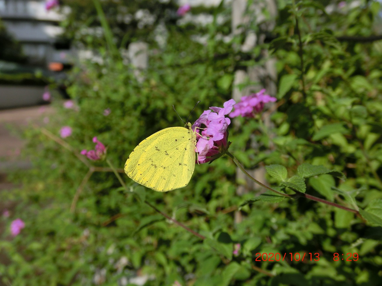 ハイム育ちのキタキチョウ ハイム蝶百科図鑑
