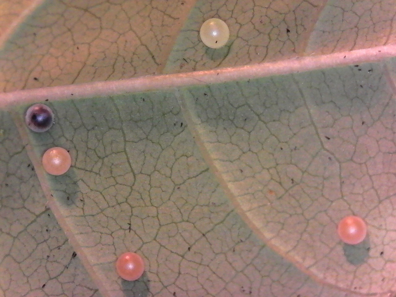 卵のカラを食べるカラスアゲハの幼虫 ハイム蝶百科図鑑