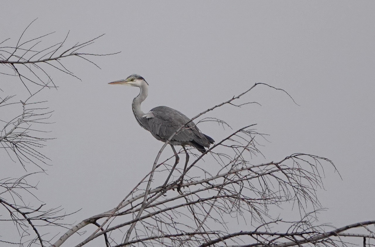多摩川散歩 アオサギ 番外 ハイム蝶百科図鑑