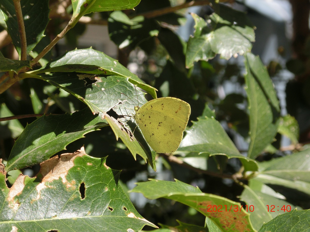 今年初 ハイムのキタキチョウ ハイム蝶百科図鑑