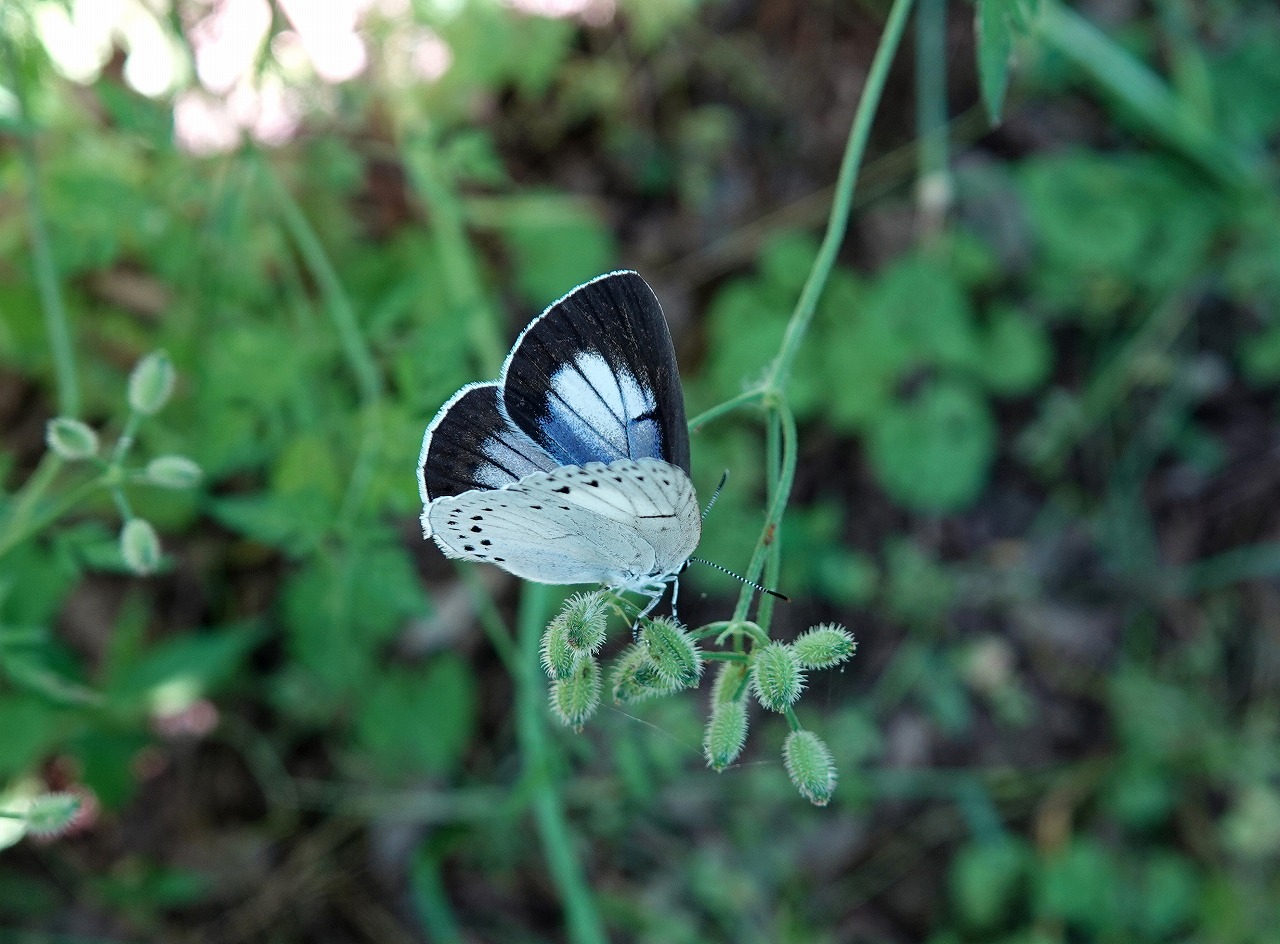 微妙な色合い ウラゴマダラシジミ | ハイム蝶百科図鑑