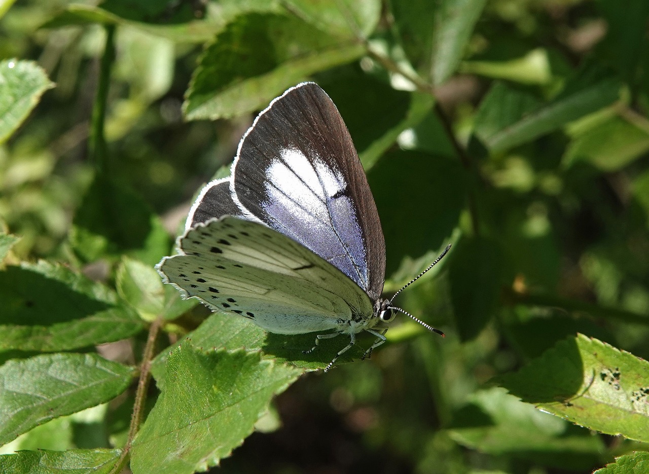 微妙な色合い ウラゴマダラシジミ | ハイム蝶百科図鑑