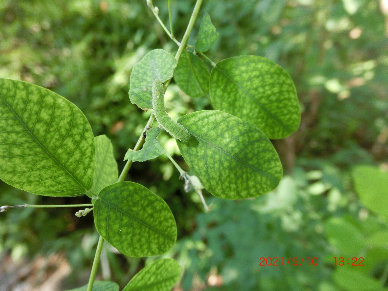 キタキチョウの青虫 取りあえず 閲覧注意 にしておきます ハイム蝶百科図鑑