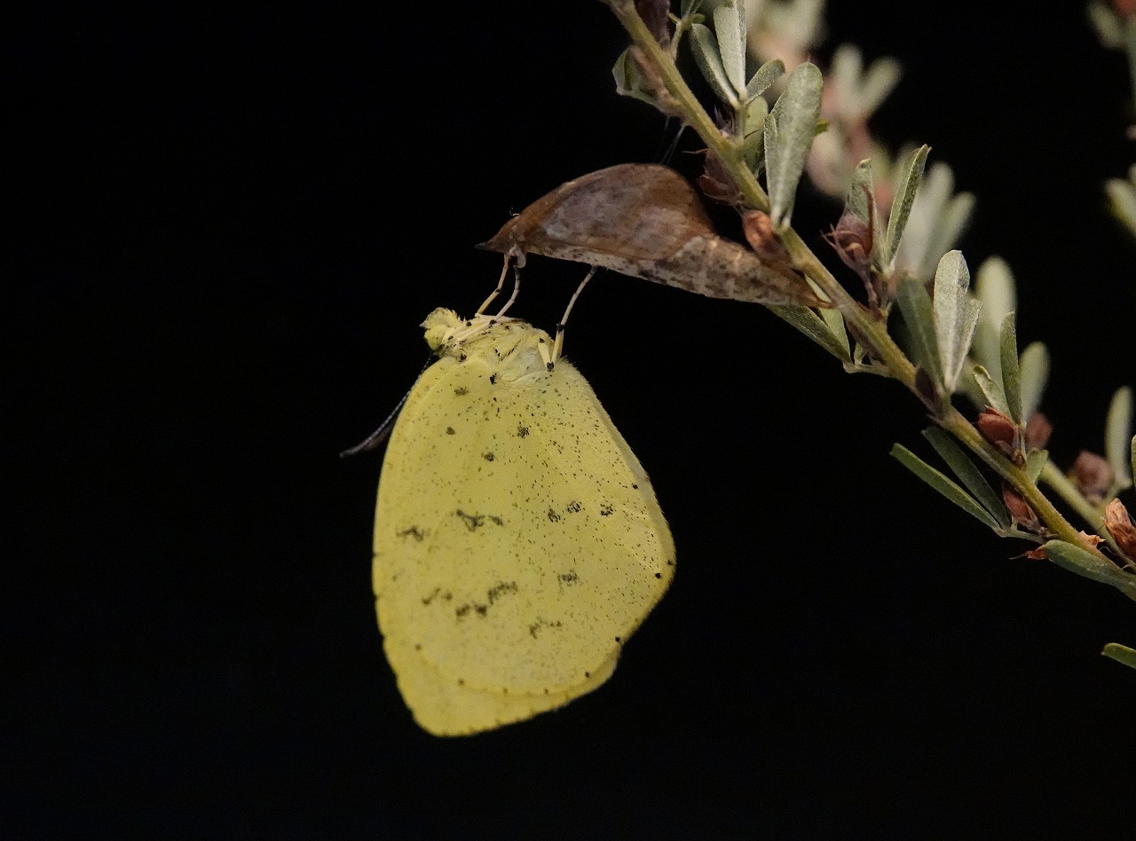 キタキチョウ 羽化 ハイム蝶百科図鑑