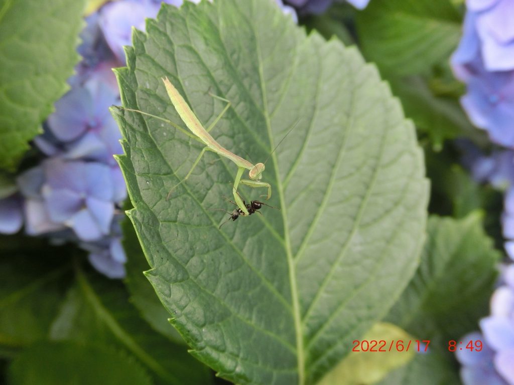 カマキリパパ【4年 理科上1-19、下1-18、社会上1-6、9-19】 hqdefault.jpg